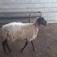 بره ماده