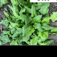 اسفناج محلی تازه