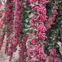 زرشک تازه و آبدارو گل زعفران وپیازچه زعفران|خوردنی و آشامیدنی|تهران, شهرک غزالی|دیوار