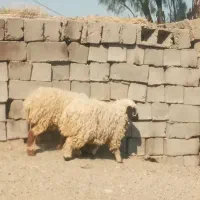 دوتا کاور خیلی چاق