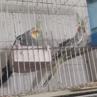 عروس|پرنده|کاشان, فاز ۱ ناجی آباد|دیوار