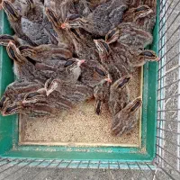 جوجه روسی (شاخدار)