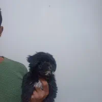 واگذاری شیتزو مالتیز فلت 62روزه