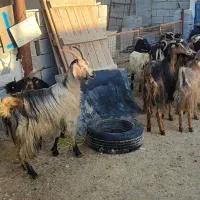 بز داشتی|حیوانات مزرعه|بهبهان, |دیوار