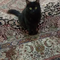 واگذاری گربه 2 ماهه ومادر مشکی ورنگی