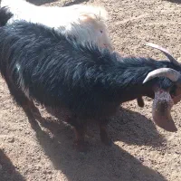 کهره چاق ، بز کهره دار|حیوانات مزرعه|نیریز, |دیوار