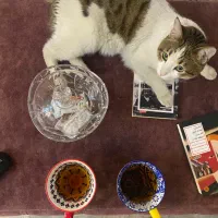 واگذاری گربه شناسنامه واکسن سالم باهوش|گربه|اصفهان, کشاورزی|دیوار