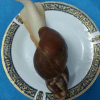 حلزون آپاچیتا بالغ تخم گذار