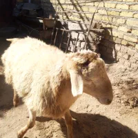 بز و بزغاله جوان .گوسفند وشیشک چاق