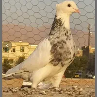 عکس نمایشی