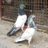 کبوتر پاکستانی|پرنده|اصفهان, شیخ اشراق|دیوار