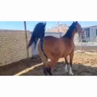 فروش اسب مادیون ابستن