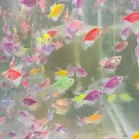 ماهی کالر وید|ماهی|کنگاور, |دیوار