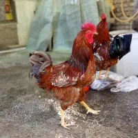 خروس و 2 تا مرغ تخمگذار