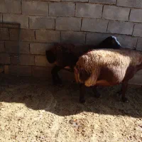 دو عدد میش ابستن|حیوانات مزرعه|کوهدشت, |دیوار