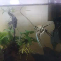 ماهی و گیاه آکواریومی|ماهی|سنندج, |دیوار