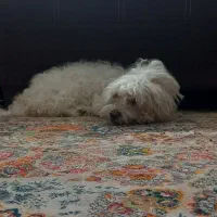 فروش سگ|سگ|رشت, حمیدیان|دیوار