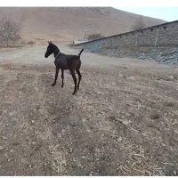 کره نریان اصیل