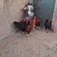 فروش خروس محلی|حیوانات مزرعه|پاکدشت, پاکدشت (مامازند)|دیوار