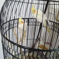 عروس هلندی|پرنده|مشهد, ابوذر|دیوار