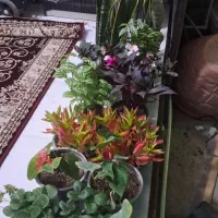 گل و گیاه|گل و گیاه طبیعی|فردوسیه, |دیوار