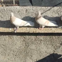 فروش ب دلیل زیادشدن