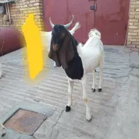 بز پاکستانی|حیوانات مزرعه|اصفهان, سرشبادران|دیوار