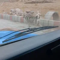 سلام سگ کانگال|سگ|صوفیان, |دیوار