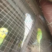 مرغ عشق|پرنده|میناب, |دیوار