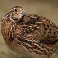 فروش بلدرچین تخم گذار گوشتی