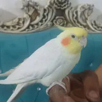 عروس هلندی
