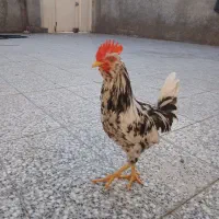 هراج