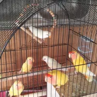 جفت مولد کوتوله برزیلی صورت هلویی زرد همراه ۴جوجه