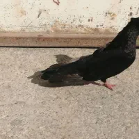 سیاه صرب ماده