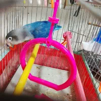 طوطی برزیلی نر