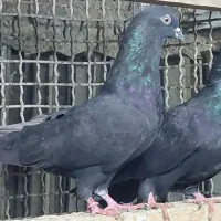 کبوتر هوایی اس|پرنده|قائمشهر, |دیوار