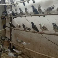 کفتر پرشی|پرنده|قم, کیوانفر|دیوار