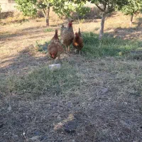 دوعدد مرغ تخم گذار سالم