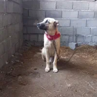 سگ سراب|سگ|تالش, هشتپر|دیوار