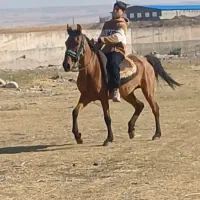 مادیان یورغه مادر زاد|اسب و تجهیزات اسبسواری|تبریز, |دیوار