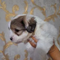 واگذاری توله سگ ۷۰ روزه|سگ|تهران, افسریه شمالی|دیوار