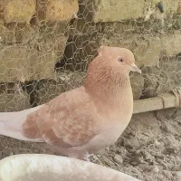 کبوتر معاوضه با مرغ محلی