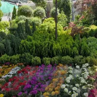 نهالستان درخت گل وگیاه کاشت درخت میوه گل های دائمی