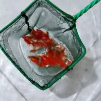 ماهی قرمز|ماهی|یزد, |دیوار