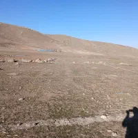 زمین داخل محدوده  آلوارس