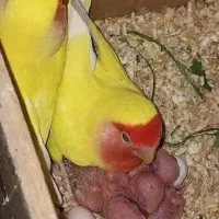 جفت طوطی کتوله دستی