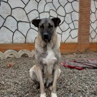 سگ سرابی ماده|سگ|پاکدشت, پاکدشت (مامازند)|دیوار