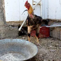 مرغ و خروس لاری