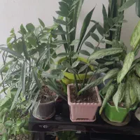 گل وگلدان|گل و گیاه طبیعی|ایلام, |دیوار