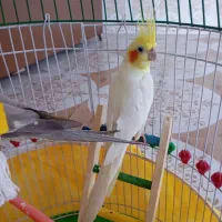 عروس هلندی گم شده در تخت